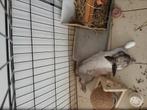 Konijn rex, Dieren en Toebehoren, Knaagdieren, Mannelijk, Januari, Overige typen, Tam
