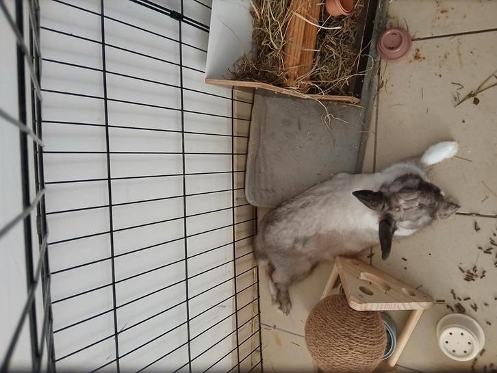 Konijn rex, Dieren en Toebehoren, Knaagdieren, Mannelijk, Overige typen, Januari, Tam
