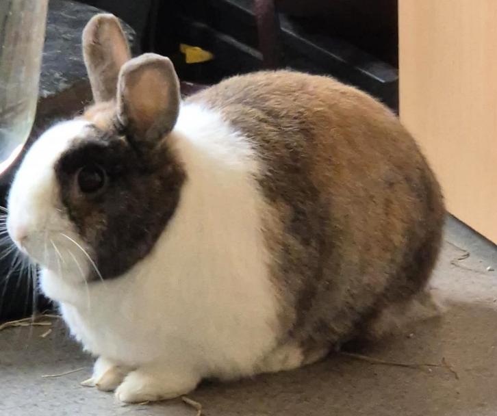 2 konijnen, Dieren en Toebehoren, Konijnen