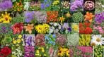 Plantes vivaces et potagères - Récapitulatif, Ophalen, Vaste plant
