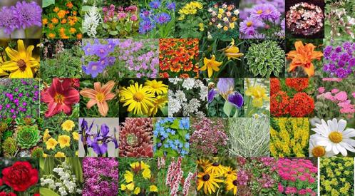 Plantes vivaces et potagères - Récapitulatif, Tuin en Terras, Planten | Tuinplanten, Vaste plant, Ophalen