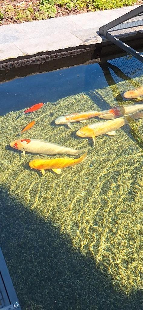 koi's en 1 steur te koop, moeten met spijt weg, Dieren en Toebehoren, Vissen | Vijvervissen, Karper of Koi