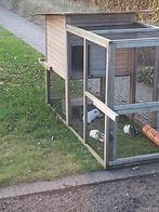 3 cavia vrouwtjes, Dieren en Toebehoren, Ophalen, Cavia