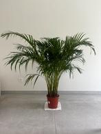 Dypsis lutescens/Palmier doré., Maison & Meubles, Plantes d'intérieur, Enlèvement, Palmier, Ombre partielle, 100 à 150 cm