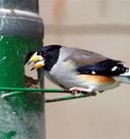 GEZOCHT chinese Appelvink koppel, Dieren en Toebehoren, Geringd