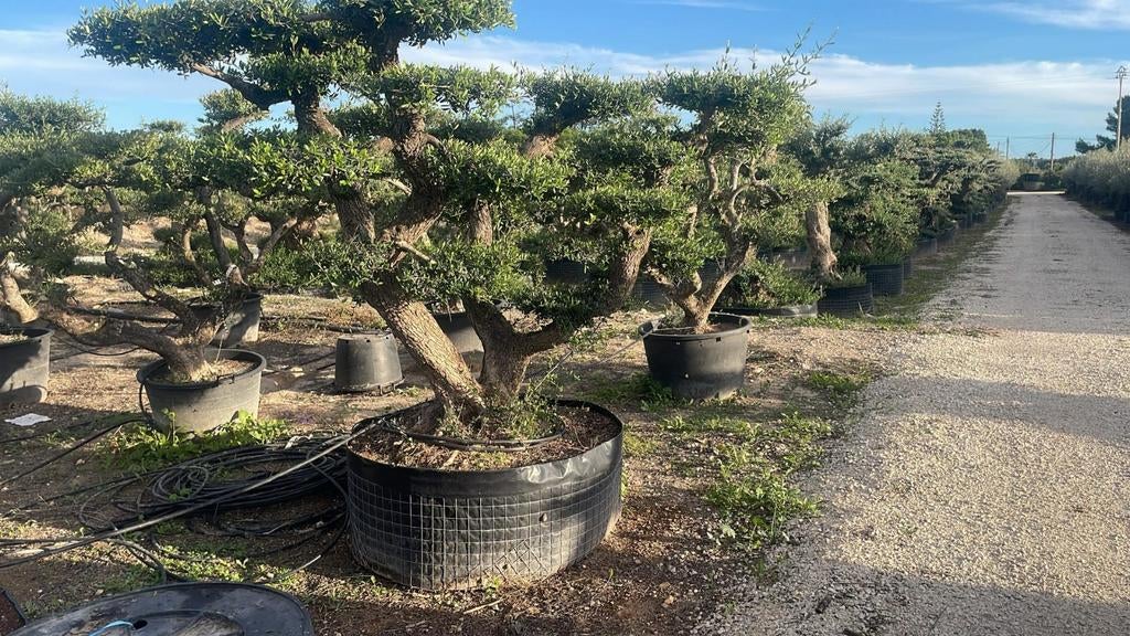 ‼️Prachtige olijfboom olea europaea plato ‼️, Jardin & Terrasse, Plantes | Arbres, Enlèvement