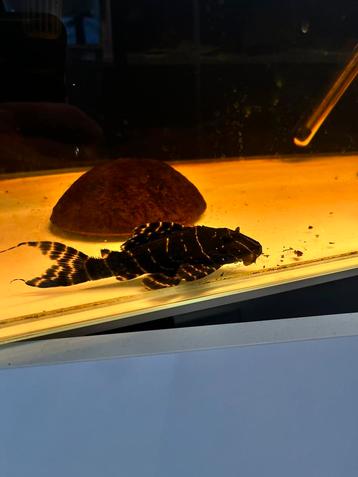 Panaqolus albivermis – L204 pleco beschikbaar voor biedingen