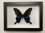 Papilio arcturus in kader, Verzamelen, Ophalen of Verzenden, Nieuw