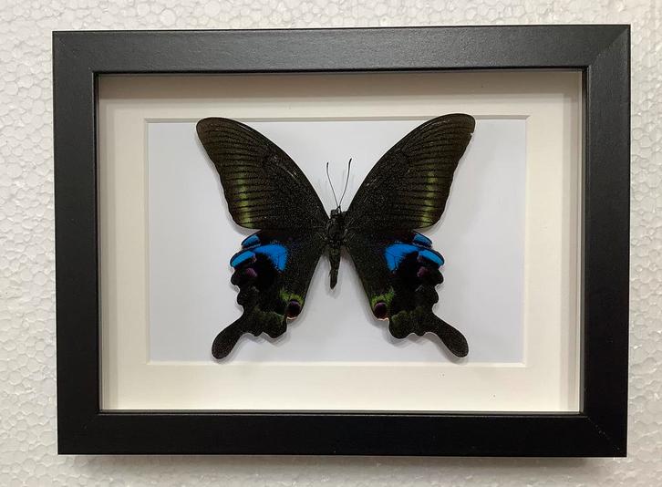 Papilio arcturus in kader, Verzamelen, Dierenverzamelingen, Nieuw, Ophalen of Verzenden