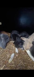 Superlieve baby dwergkonijn tjes, Dieren en Toebehoren, Konijnen, Meerdere dieren, Dwerg, Hangoor, 0 tot 2 jaar