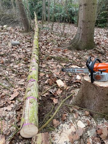 Bois de chauffage SAPIN sec beschikbaar voor biedingen