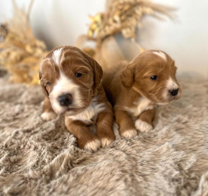 Knappe cockapoo pups (Eng cocker x Dwergpoedel), Dieren en Toebehoren, Honden | Retrievers, Spaniëls en Waterhonden, Meerdere dieren