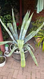 Grote Aloe vera plant, Ophalen
