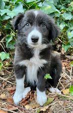 Border collie pups, Dieren en Toebehoren, Honden | Herdershonden en Veedrijvers, België, Fokker | Hobbymatig, 8 tot 15 weken, CDV (hondenziekte)