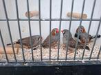 Zebravinken wildkleur, Dieren en Toebehoren, Vogels | Overige Vogels