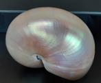 Nautilus gepolijst, Ophalen of Verzenden, Schelp(en)