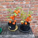 lampionnen planten vaste planten, Ophalen, Zomer