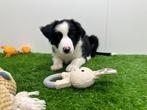 Border Collie Pups, Dieren en Toebehoren, Honden | Herdershonden en Veedrijvers, België, CDV (hondenziekte), 8 tot 15 weken, Collie