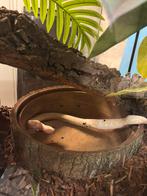 Python régius Albinos (M) + Terrarium complet, Dieren en Toebehoren, Ophalen, Verlichting
