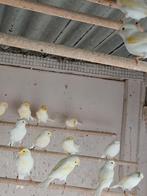 Kanaries, Dieren en Toebehoren, Vogels | Kanaries