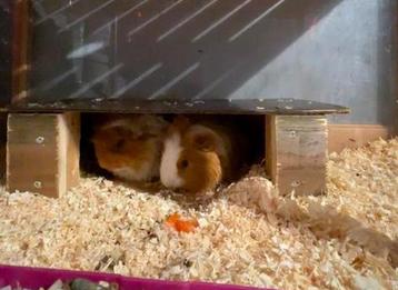2 peruvian cavia’s te koop! beschikbaar voor biedingen