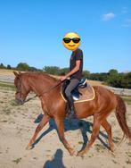 Knappe ruin, Dieren en Toebehoren, Ruin