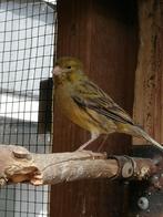 Kanarie man, Dieren en Toebehoren, Vogels | Kanaries, Mannelijk, Zangkanarie