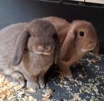 Minilopjes, Dieren en Toebehoren