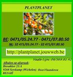 heel mooie MANDARIJNBOMEN, geënt! in pot, 60/+ cm , 24€/st, Ophalen of Verzenden, Lente, Vaste plant, Volle zon