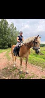 Halve stal aangeboden Koningshooikt, Dieren en Toebehoren