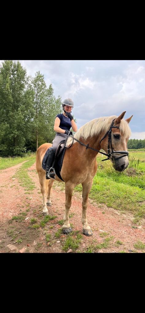 Halve stal aangeboden Koningshooikt, Dieren en Toebehoren, Paarden