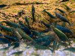 Neocaridina green jade extreem, Kreeft, Krab of Garnaal, Zoetwatervis, Schoolvis