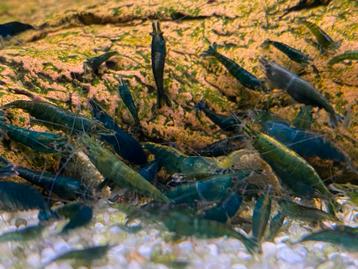 Neocaridina green jade extreem beschikbaar voor biedingen