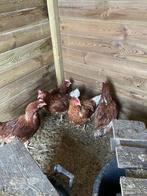Legkippen te koop, Dieren en Toebehoren, Pluimvee, Vrouwelijk, Kip