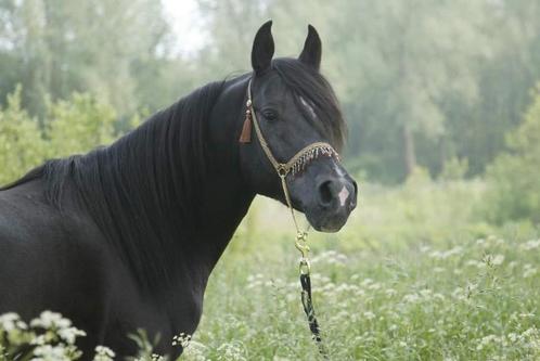 Zwarte arabische volbloedhengst TER DEKKING met top karakter, Dieren en Toebehoren, Paarden en Pony's | Dekhengsten en Fokmerries