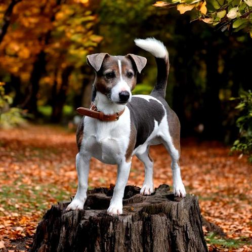 Jackrussel dekreu, Dieren en Toebehoren, Honden | Jack Russells en Terriërs, Reu, Jack Russell Terriër, Fokker | Hobbymatig, Meerdere