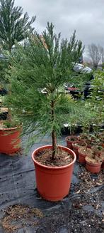 mammoetboom sequoia giganteum, Tuin en Terras, Ophalen