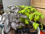 Chilipeper planjed Capsicum annuum, Ophalen