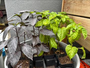 Chilipeper planjed Capsicum annuum beschikbaar voor biedingen