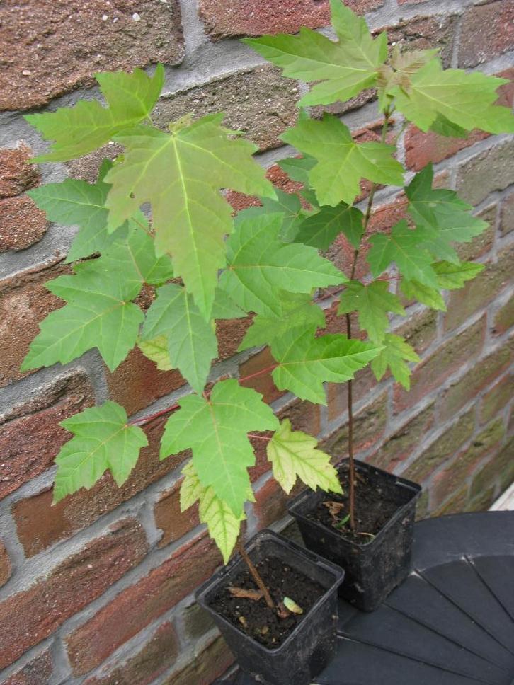 Jeune érable américain, Tuin en Terras, Planten | Bomen, Overige soorten, 400 cm of meer, In pot, Ophalen