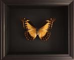Rare Papillon Collector Morpho Rhetenor Helena femelle cadre, Insecte, Animal empaillé, Enlèvement ou Envoi, Neuf