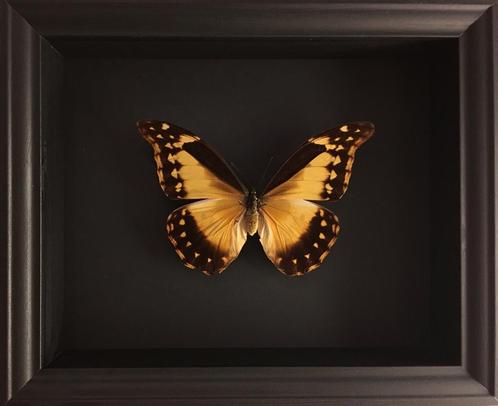 Rare Papillon Collector Morpho Rhetenor Helena femelle cadre, Collections, Collections Animaux, Neuf, Animal empaillé, Insecte