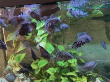 Zebra cichliden beschikbaar voor biedingen
