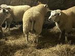 Ramlammeren te koop, Dieren en Toebehoren