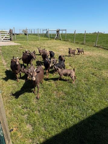 Chocotan dwerggeitjes, Chèvre, 0 à 2 ans