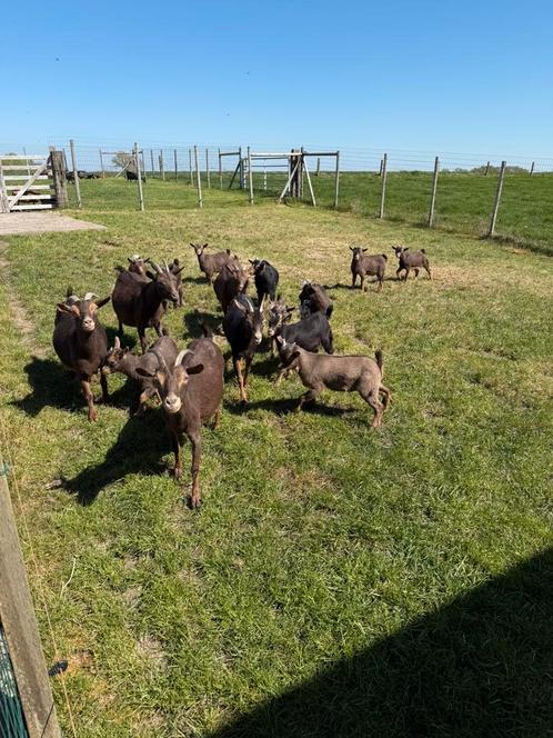 Chocotan dwerggeitjes, Dieren en Toebehoren, Schapen, Geiten en Varkens, Geit, 0 tot 2 jaar