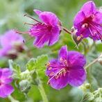 Geranium Macrorrhizum met korting, Ophalen, Halfschaduw