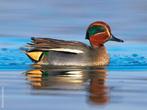 Siereenden - Europese Wintertaling, Dieren en Toebehoren, Meerdere dieren, Eend