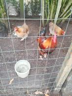 Jonge kweekhaan marans tarwe