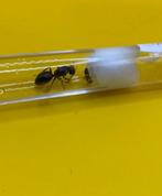Camponotus Herculeanus mieren koningin met broed, Dieren en Toebehoren, Insecten en Spinnen, Mieren